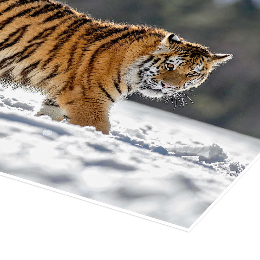 Canvas prints of a Siberian deals Tiger