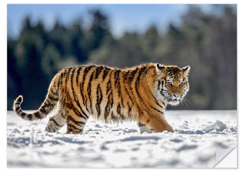 Wandsticker Sibirischer Tiger im Tiefschnee