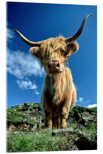 Acrylic print Scottish highland cattle