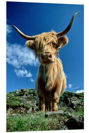 Hartschaumbild Schottisches Hochlandrind