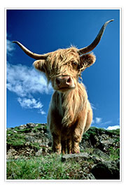 Wall print  Scottish highland cattle - Duncan Usher