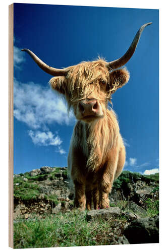 Obraz na drewnie Scottish highland cattle