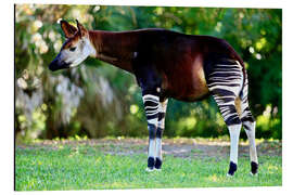 Aluminium print Okapi, female