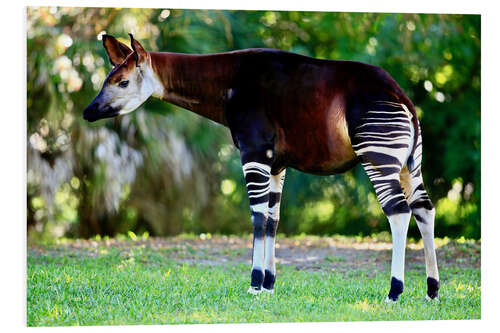 Tableau en PVC Femelle okapi