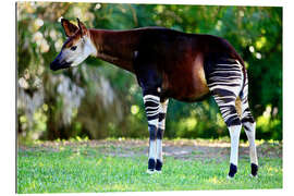 Gallery print Okapi, female