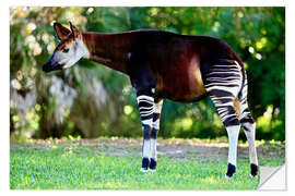 Naklejka na ścianę Okapi, female