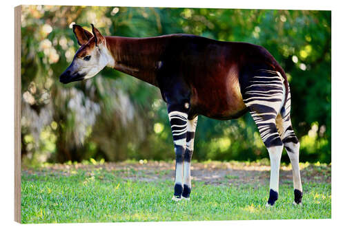 Puutaulu Okapi, female