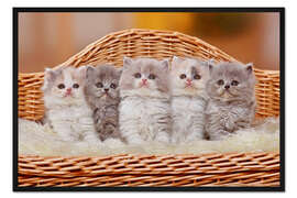 Gerahmter Kunstdruck Fünf Britische Langhaarkätzchen