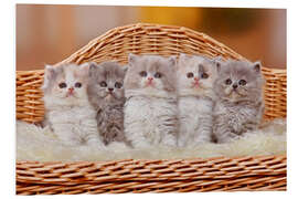 Stampa su PVC Five British Longhair kittens