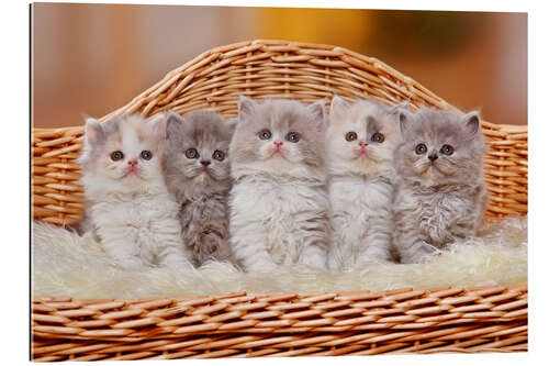 Gallery print Five British Longhair kittens