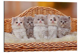 Magnettafel Fünf Britische Langhaarkätzchen