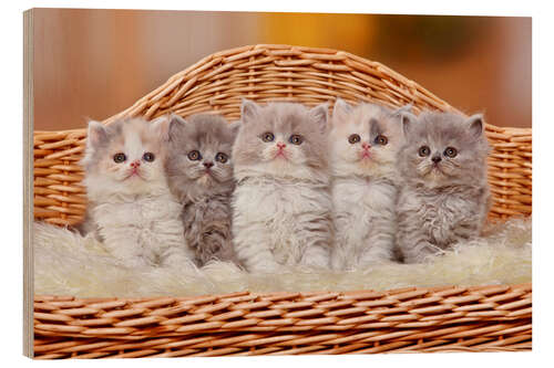 Hout print Five British Longhair kittens