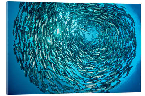 Cuadro de metacrilato Large shoal of bigeye trevallies