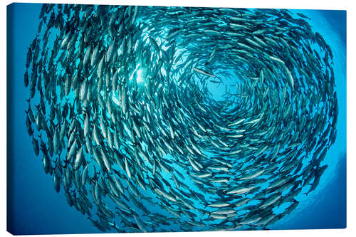 Canvas print Large shoal of bigeye trevallies