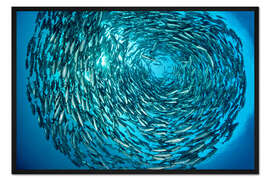 Gerahmter Kunstdruck Großer Schwarm Grossaugen-Makrelen