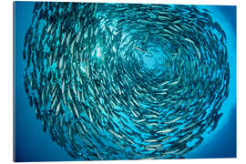 Tableau en plexi-alu Large shoal of bigeye trevallies