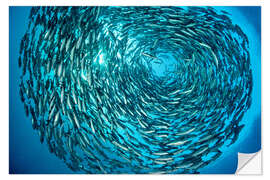Vinilo para la pared Large shoal of bigeye trevallies