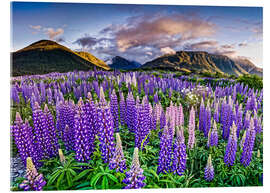 Acrylic print Lupines at Arthur&#039;s Pas