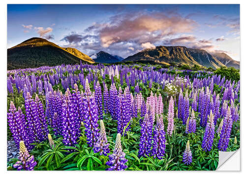 Wall sticker Lupines at Arthur's Pas