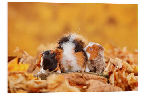 Tableau en PVC Swiss Teddy Guinea Pigs