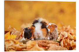 Gallery print Swiss Teddy Guinea Pigs