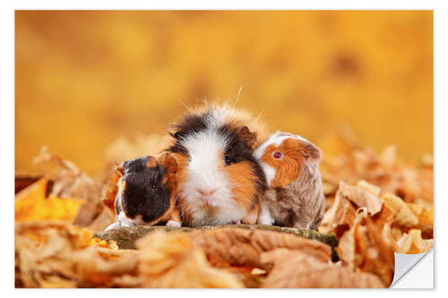 Vinilo para la pared Swiss Teddy Guinea Pigs