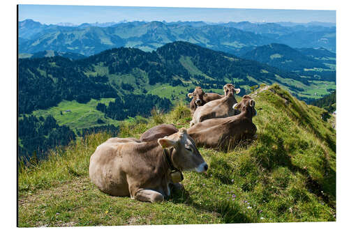 Aluminium print Cattle near Oberstaufen in the Allgäu