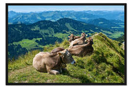 Gerahmter Kunstdruck Rinder bei Oberstaufen im Allgäu