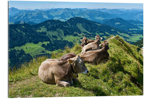 Gallery Print Rinder bei Oberstaufen im Allgäu