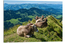 Galleriataulu Cattle near Oberstaufen in the Allgäu