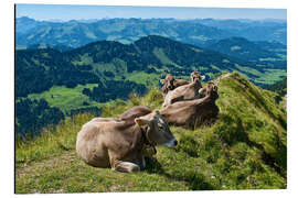 Magnettafel Rinder bei Oberstaufen im Allgäu
