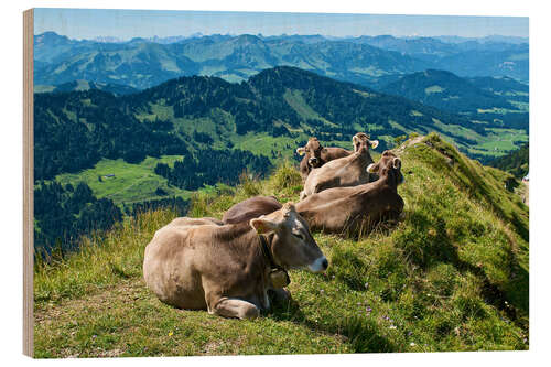 Wood print Cattle near Oberstaufen in the Allgäu