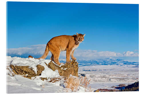 Tableau en verre acrylique Puma standing on rock in snow, Rocky Mountains