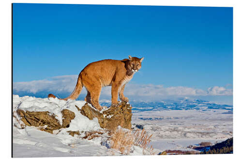 Alumiinitaulu Puma standing on rock in snow, Rocky Mountains