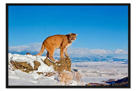 Gerahmter Kunstdruck Puma im Schnee, Rocky Mountains
