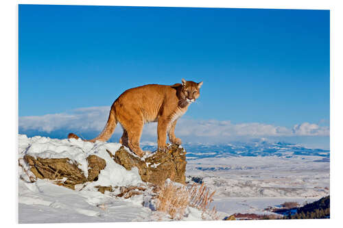 Foam board print Puma standing on rock in snow, Rocky Mountains