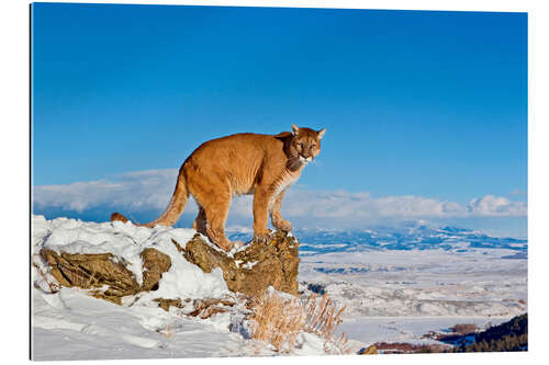 Galleriprint Puma standing on rock in snow, Rocky Mountains