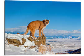 Galleriprint Puma standing on rock in snow, Rocky Mountains