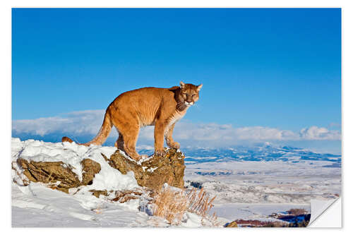 Naklejka na ścianę Puma standing on rock in snow, Rocky Mountains