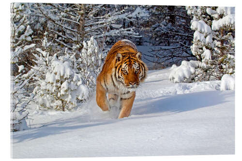Acrylglas print Siberian Tiger walking in snow