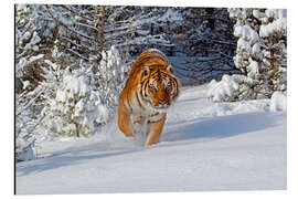 Aluminiumtavla Siberian Tiger walking in snow