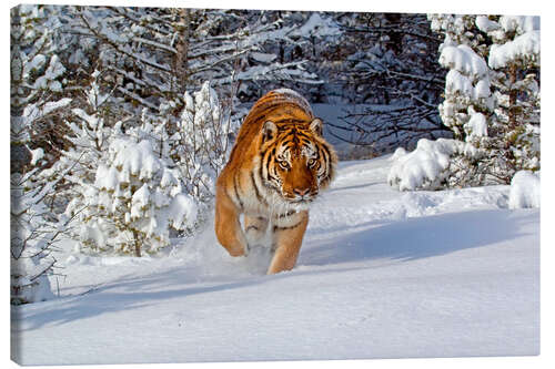 Canvas print Siberian Tiger walking in snow