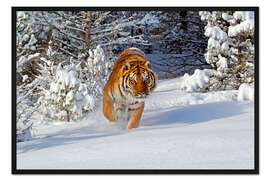 Gerahmter Kunstdruck Sibirischer Tiger im Schnee