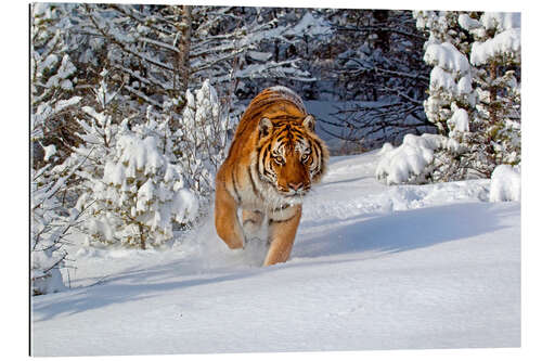 Gallery print Siberian Tiger walking in snow