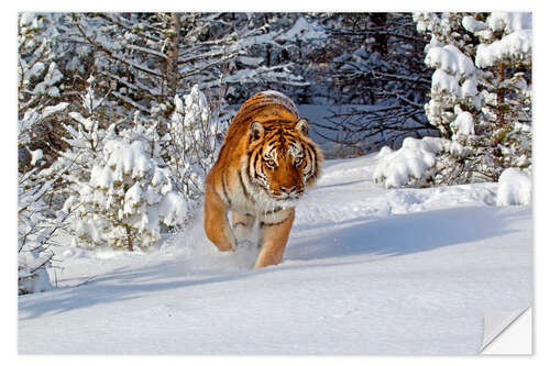 Naklejka na ścianę Siberian Tiger walking in snow