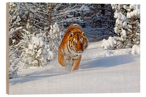 Holzbild Sibirischer Tiger im Schnee