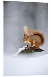 Akryylilasitaulu Eurasian Red Squirrel standing on branch in snow