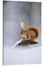 Aluminium print Eurasian Red Squirrel standing on branch in snow