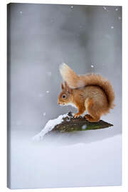 Leinwandbild Eichhörnchen im Schnee, Cairngorm N.P.