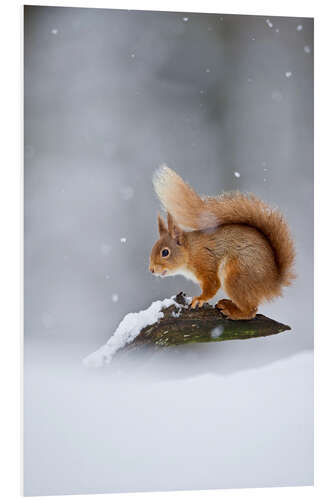 Tableau en PVC Eurasian Red Squirrel standing on branch in snow